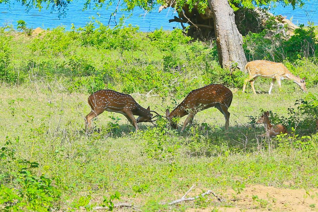 Shangri-Lanka Village Tissamaharama Bagian luar foto